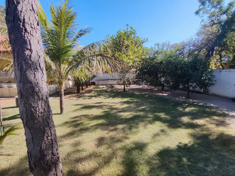 Jardim nos fundos com palmeiras